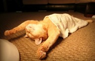 9 foto assurdei gatti dormono