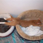 9 foto assurdei gatti dormono