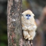 21 immagini dolci cuccioli scimmia