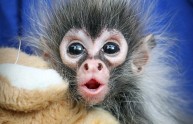 21 immagini dolci cuccioli scimmia