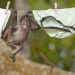 21 immagini dolci cuccioli scimmia