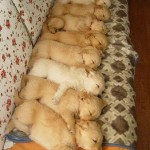 19 foto cuccioli dormono