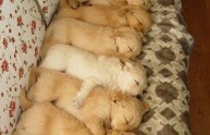 19 foto cuccioli dormono