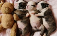 19 foto cuccioli dormono