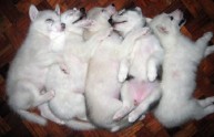 19 foto cuccioli dormono