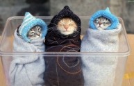 11 immagini gatti purritos