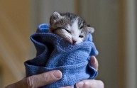 11 immagini gatti purritos