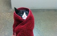 11 immagini gatti purritos