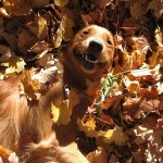 10 foto cani felici aperto