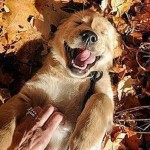 10 foto cani felici aperto