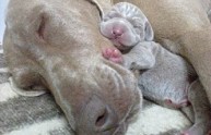 10 foto cuccioli cane con mamme