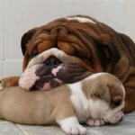 10 foto cuccioli cane con mamme