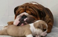 10 foto cuccioli cane con mamme