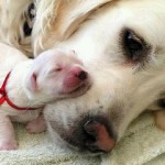 10 foto cuccioli cane con mamme