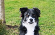 24 smorfie cani adatte ogni contesto