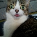 10 foto gatti lingua fuori
