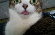 10 foto gatti lingua fuori