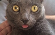 10 foto gatti lingua fuori