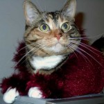 16 foto gatti maglione