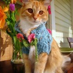 16 foto gatti maglione