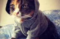 16 foto gatti maglione