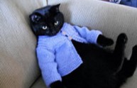 16 foto gatti maglione