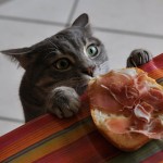 gatti ladri per cibo