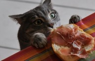 gatti ladri per cibo