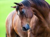 8 cose sapere vista cavalli