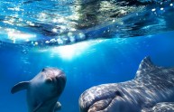 6 immagini teneri delfini