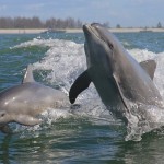 6 immagini teneri delfini