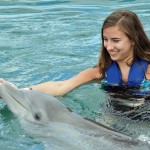 6 immagini teneri delfini