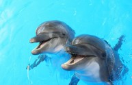 6 immagini teneri delfini