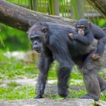 6 foto curiose scimmie
