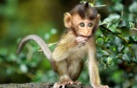 6 foto curiose scimmie