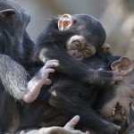 6 foto curiose scimmie