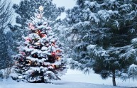 5 alberi natale spettacolari