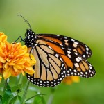 6 immagini farfalle colorate