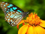 6 immagini farfalle colorate