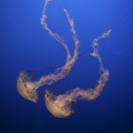 vespa mare medusa mortale