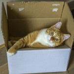 perchè gatti amano scatole