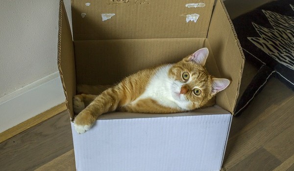 perchè gatti amano scatole