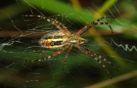 6 foto ragni natura