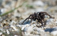 6 foto ragni natura