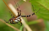 6 foto ragni natura