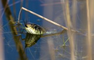 6 serpenti in natura
