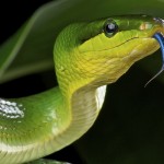 6 serpenti in natura