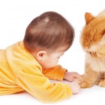 20 ragioni gatti più divertenti bambini