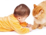 20 ragioni gatti più divertenti bambini