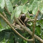 7 foto bradipo natura